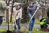 Миниатюра новости: У сквера в Набережных Челнах высадили 100 деревьев