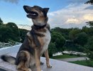 Бастрыкин поручил доложить о проверке из-за жалоб на бродячих собак в Казани