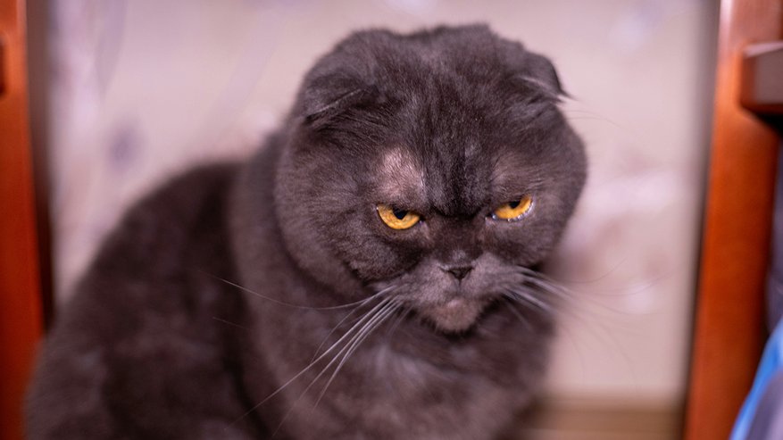 Главная картинка новости: Последствия будут хуже, чем вы думаете: 5 причин, почему никогда нельзя наказывать кошку