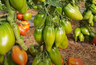Миниатюра новости: За этим сортом томата садоводы охотятся с октября: сажаю его каждый год — урожай собираю больше всех в округе