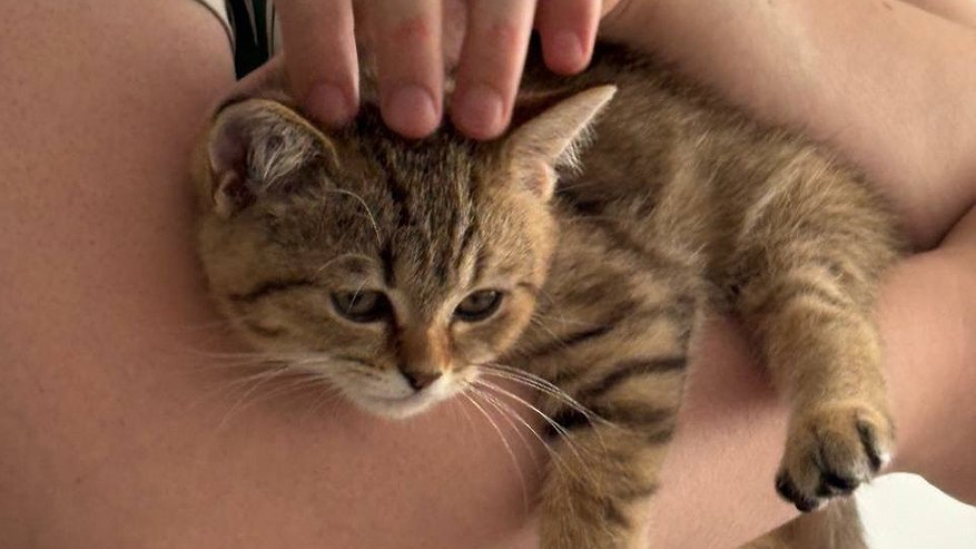 Главная картинка новости: Почему кошка следует за хозяином по пятам: мифы, повадки и кошачий взгляд