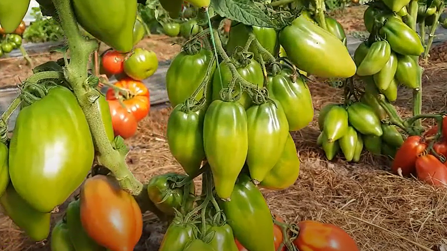 Главная картинка новости: За этим сортом томата садоводы охотятся с октября: сажаю его каждый год — урожай собираю больше всех в округе