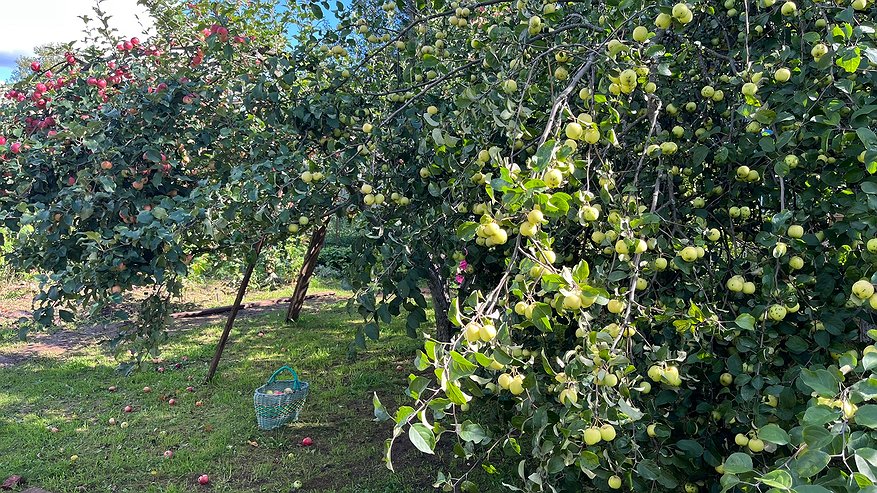 Главная картинка новости: Поливаем стволы яблонь и грушь в октябре — получаем защиту на всю зиму:  кора целая, вредители спят, а весной — ни единого нароста