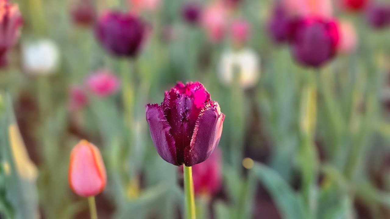 Главная картинка новости: 8 марта близко: в челнинских теплицах готовятся к посадке тюльпанов