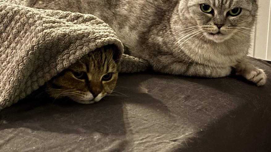 Главная картинка новости: Как кошки решают, с кем из хозяев спать и что влияет на их выбор