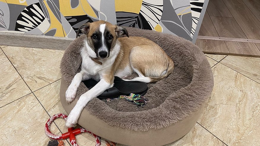 Главная картинка новости: Ученые назвали животное, которое умнее собак: вот кто сообразительнее наших любимцев