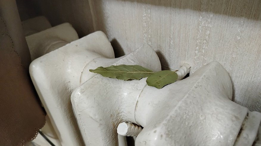 Главная картинка новости: Как наступают первые морозы, кладу лист лавра на батарею — и живу без бед: вот что происходит — все домашние замечают разницу