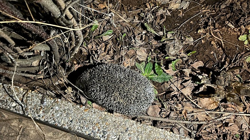 Главная картинка новости: Запомните: появление ежа на садовом участке - это сигнал опасности, и гоните его, если увидите