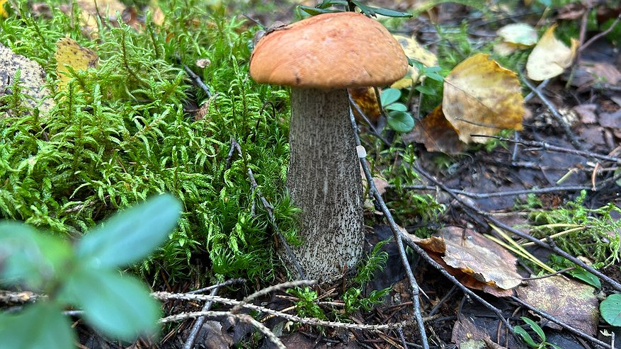 Главная картинка новости: В Челнах ни одного отравления грибами за сезон