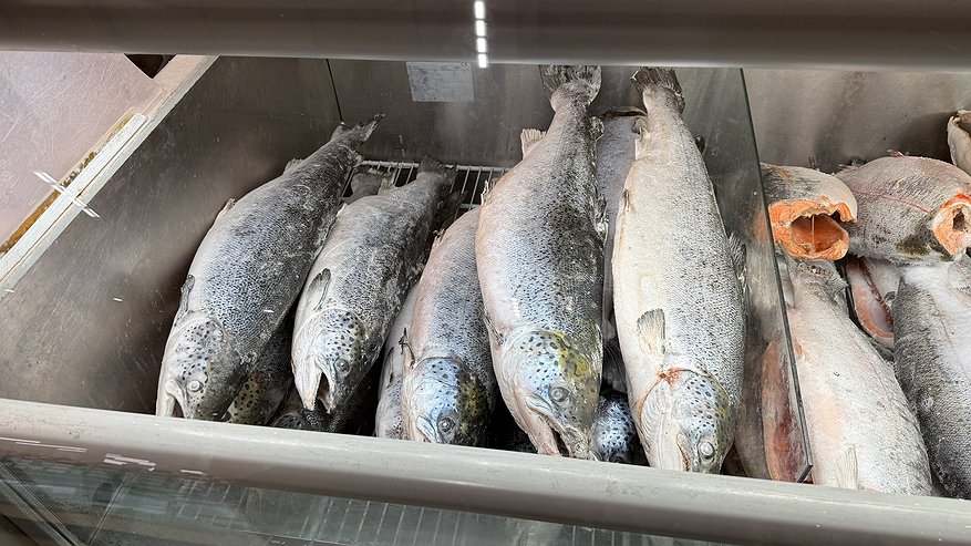 Главная картинка новости: Ученые назвали самую полезная для человека рыба на осень - ешьте дважды в неделю, богата селеном, фосфором и хороша на вкус