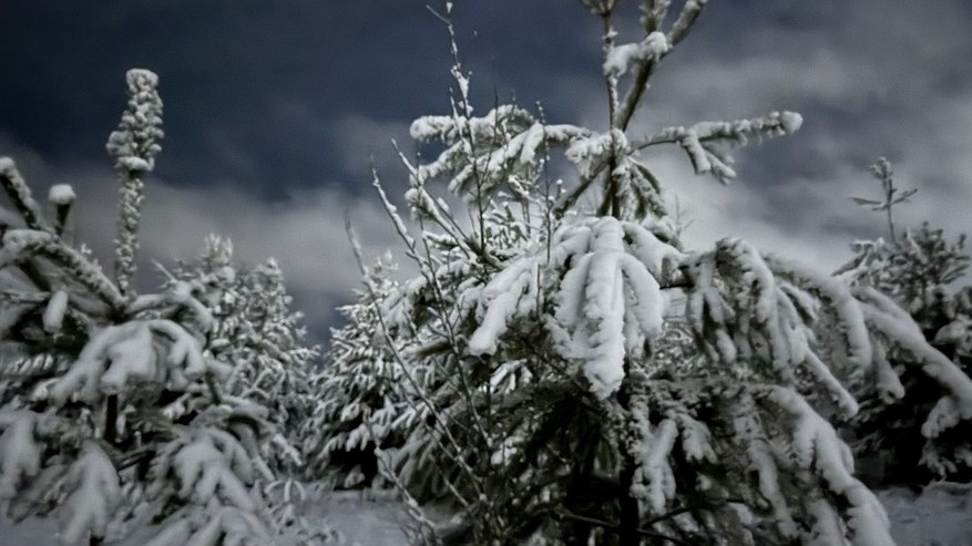 Главная картинка новости: Где в Челнах купить новогоднюю ёлку: утверждены торговые площадки