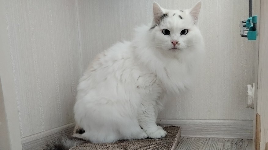 Главная картинка новости: Почему кошка пытается поймать хвост: когда поведение животного кричит, что оно нуждается в лечении