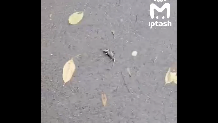 Главная картинка новости: Мертвые грызуны у детской поликлиники: жители Набережных Челнов бьют тревогу