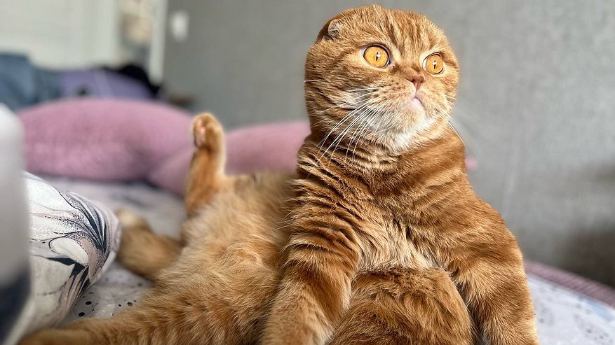 Главная картинка новости: Мошенники обманули жительницу Казани при покупке котенка