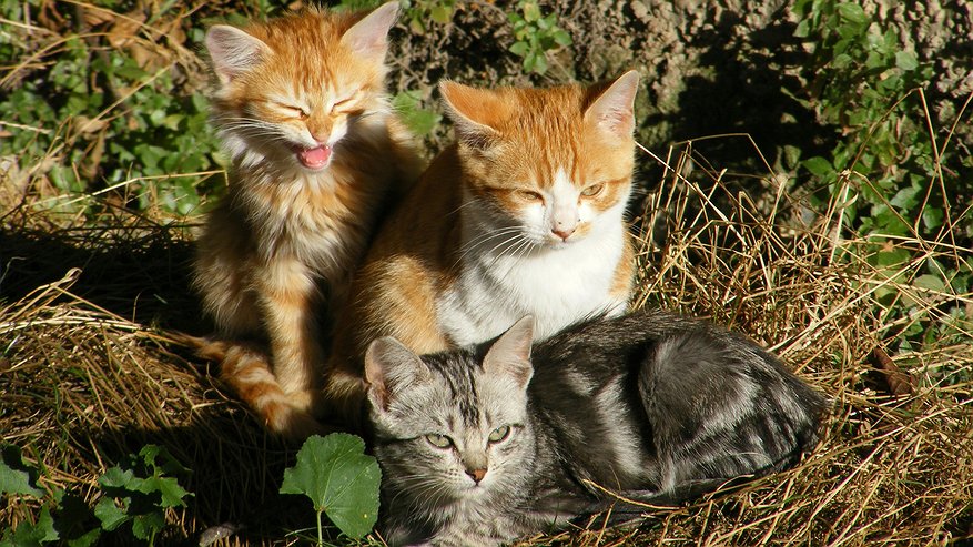 Главная картинка новости: Не вздумайте подбирать котят в лесу. Это может оказаться совсем другое опасное животное