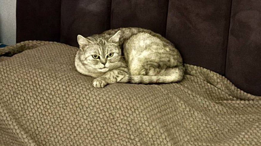 Главная картинка новости: Кошка занимает место хозяина не просто так: ученые узнали, как читать язык тела вашего питомца