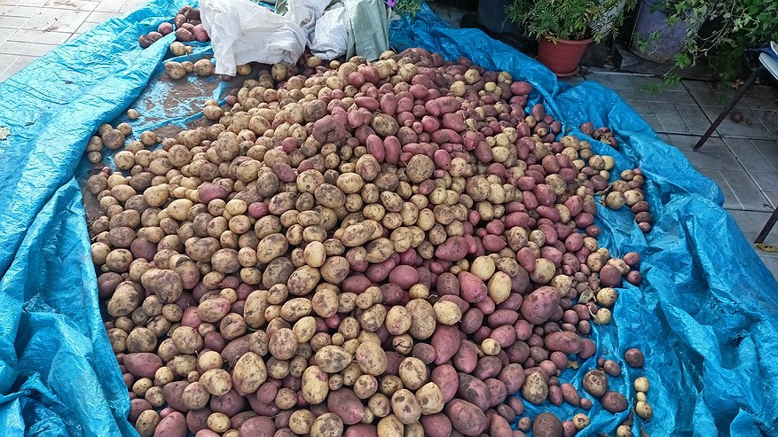 Главная картинка новости: Не прорастёт даже в самом сыром погребе: кладу одну веточку в ящики с картошкой — ни единого ростка до самой весны