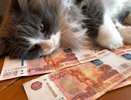 Почему кошки уходят из дома: 5 причин, о которых должен знать каждый хозяин