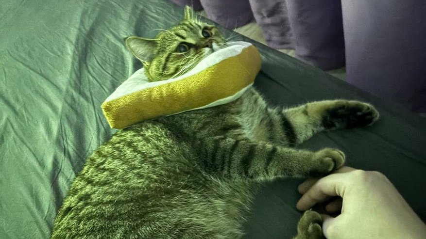 Главная картинка новости: Никогда не спите в одной кровати с кошкой: это может плохо кончиться