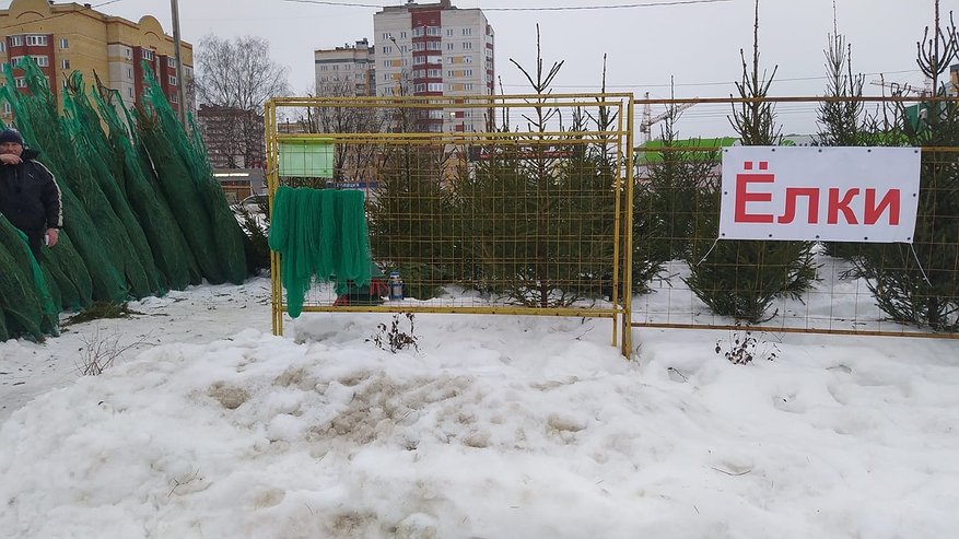 Главная картинка новости: Елка простоит до Старого Нового года - не осыплется: добавьте в воду это копеечное средство