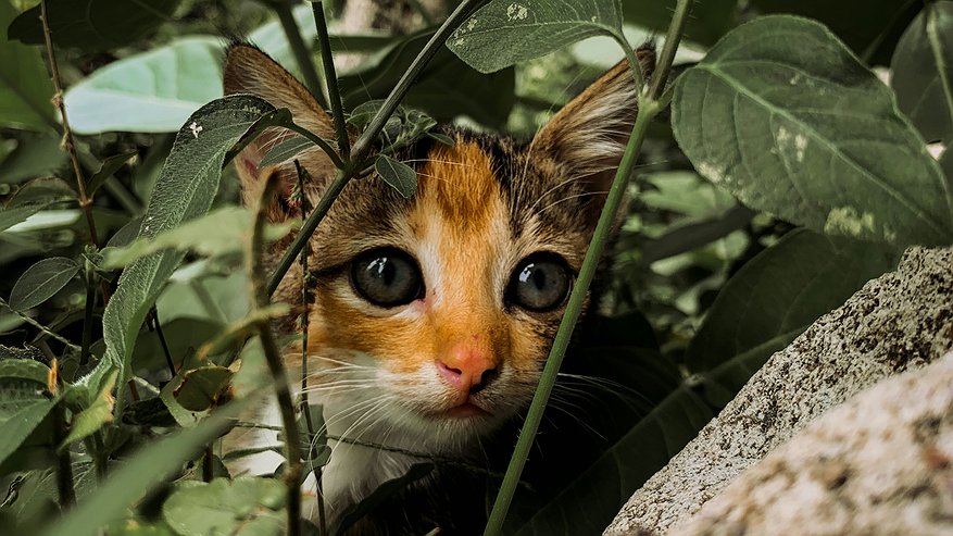 Главная картинка новости: Не вздумайте подбирать котят в лесу. Это может оказаться совсем другое и опасное животное