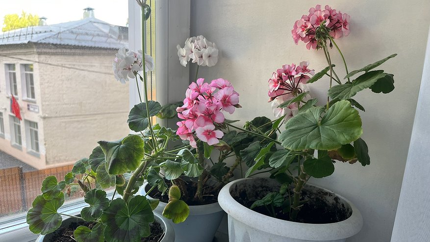 Главная картинка новости: Герань не погибает осенью: как сохранить растение до весны без теплицы и лишних трат