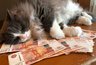 Миниатюра новости: Кошки, которые приносят богатство: заведите эту породу и не пожалеете