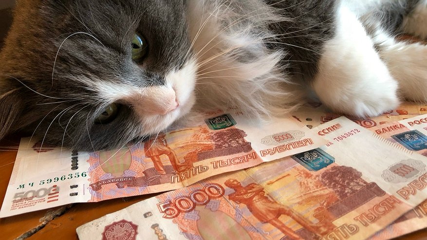 Главная картинка новости: Молодой врач из Челнов стал жертвой кредитного мошенничества