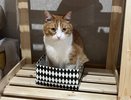 Почему коты так любят картонные коробки: эксперты выяснили