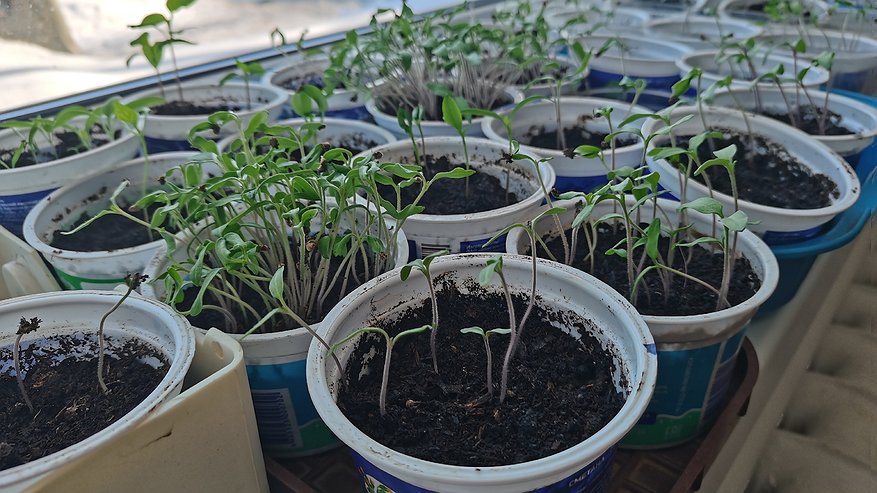 Главная картинка новости: Какие растения можно сеять на рассаду уже в декабре: секрет опытных дачников