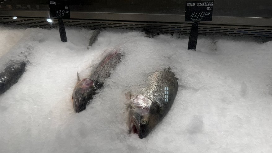 Главная картинка новости: Взял форель в "Светофоре" для засолки икры и только дома понял, какая она на самом деле: честный отзыв