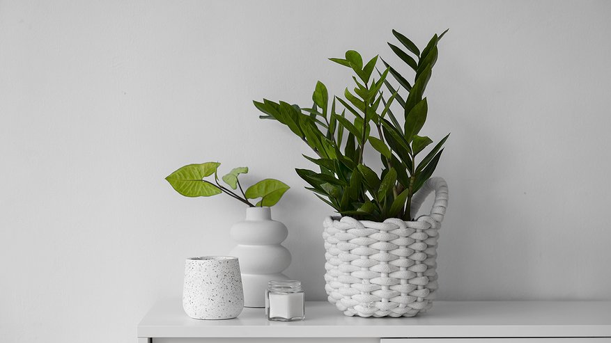 Главная картинка новости: Замиокулькасу в ноябре - обязательно: одна таблетка в воду — и новые рахисы прут наперегонки