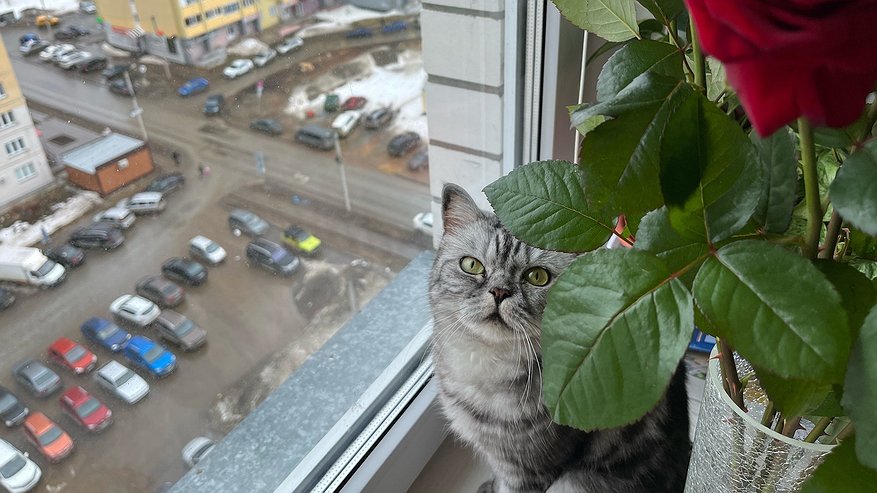 Главная картинка новости: На окна ничего не клею и обогреватель не покупаю: позаимствовала идею у северян - дома тепло даже в лютый мороз