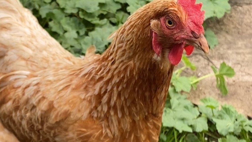 Главная картинка новости: Стройку птицефабрики в Татарстане проверят