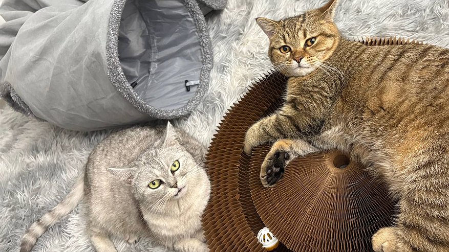 Главная картинка новости: Почему нельзя долго смотреть кошке в глаза: хозяин может сильно пожалеть