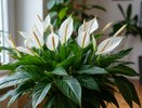 Спатифиллум умоляет о помощи: 3 простых совета, которые вернут растению былую красоту за пару дней