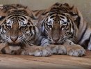 Спасенные амурские тигры станут новыми звездами Казанского зоопарка