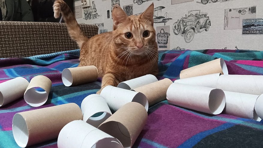 Главная картинка новости: Втулки от туалетной бумаги берегу как зеницу ока: вот так они упрощают жизнь — полезная вещь для дома