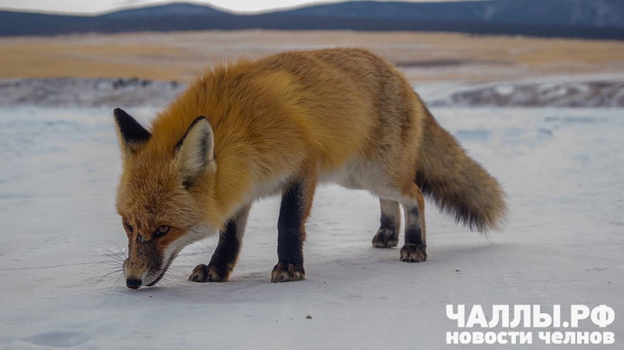 Главная картинка новости: Карантин по бешенству введен в Мамадышском районе после схватки пенсионерки с лисой