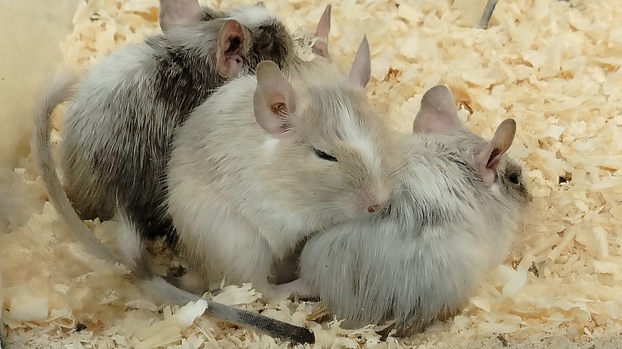 Главная картинка новости: Жители Челнов обнаружила мышиный домик под натяжным потолком