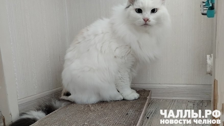 Главная картинка новости: Челнинка отсудила компенсацию за гибель кошки в ДТП