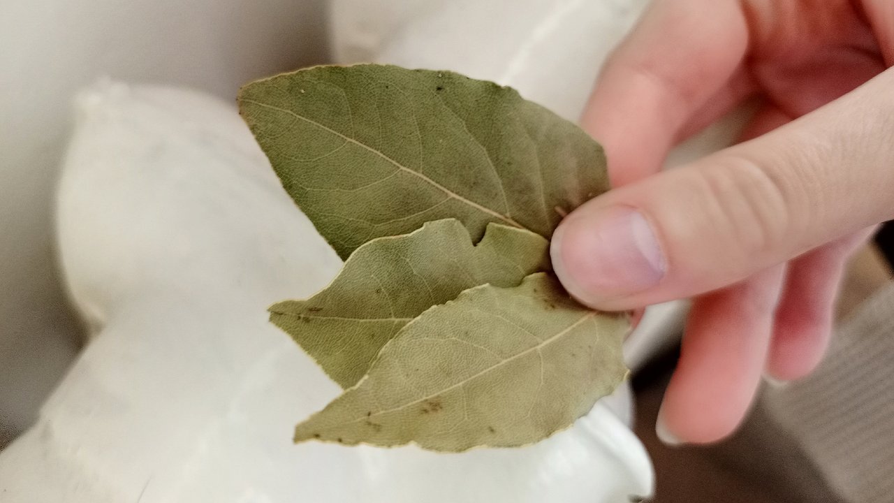 Главная картинка новости: С первыми холодами кладу лавровый лист на батарею — и бед не знаю: вот что происходит в квартире — перемены замечает вся семья