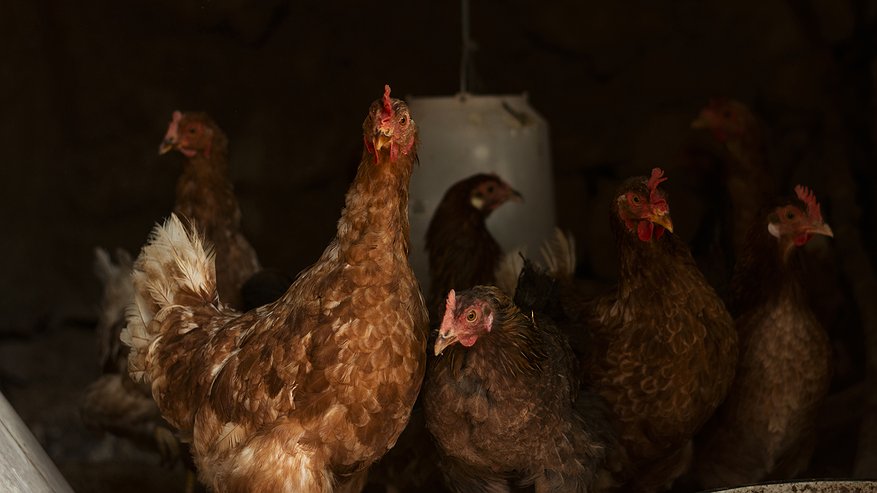 Главная картинка новости: Курам зимой добавляю в корм 1 продукт: несутся как сумасшедшие - только яйца успеваю собирать