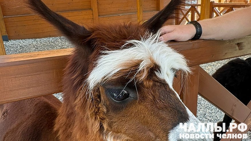 Главная картинка новости: В челнинском парке "Прибрежный" появится контактный зоопарк с альпаками