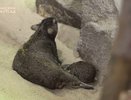 В Казанском зоопарке на свет появился даман