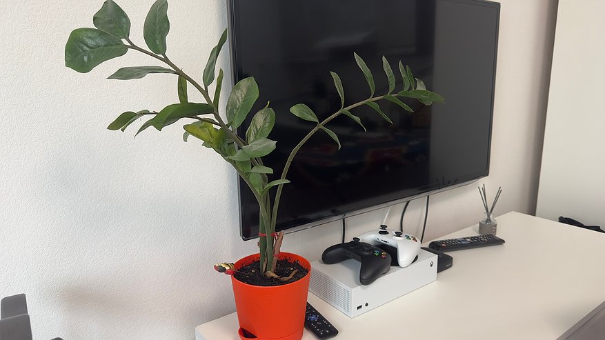 Главная картинка новости: Чахлому замиокулькасу — обязательно: 1 действие — и "долларовое дерево" зазеленеет на раз-два, новые побеги попрут наперегонки