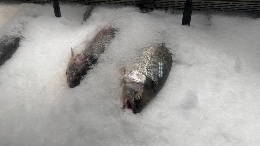 Главная картинка новости: Не тунец и не лосось: ученые назвали самую полезную рыбу - рекордсмен по содержанию полезных жиров