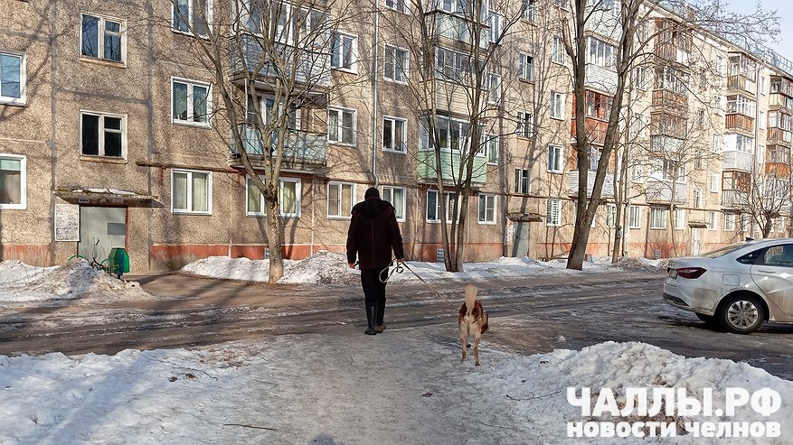 Главная картинка новости: В Замелекесье могут построить зону для выгула собак