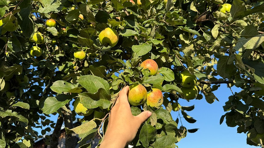 Главная картинка новости: Ни один вредитель не доберется до яблок: просто посадите под деревом эти цветы