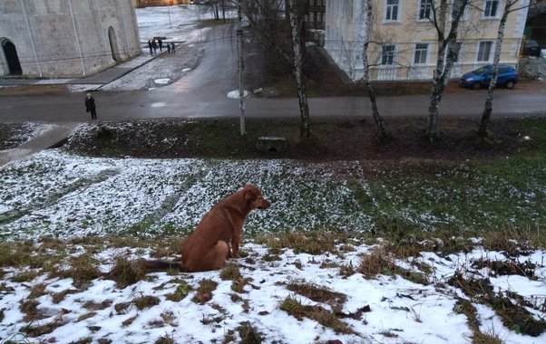 В Татарстане разработают новый закон после гибели девочки в Зеленодольске